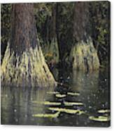 Swamp Gas In Okefenokee Canvas Print