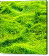 Swamp Grass Abstract Canvas Print