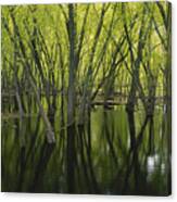 Swamp In Minnesota Canvas Print