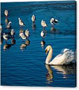 Swan And Seagulls On Frozen Lake Canvas Print