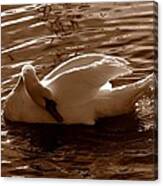 Swan By The Lake Canvas Print
