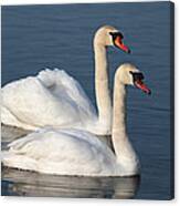 Swan Canvas Print