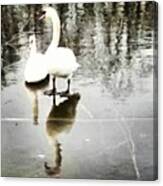 #swan #ice #frozen #water #lake #pond Canvas Print