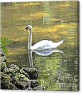 Swan Lake Reflections Canvas Print