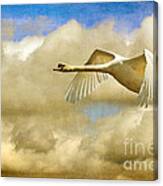 Swan Song Canvas Print