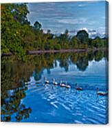 Swanny River Canvas Print