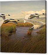 Swans Aloft At Dawn Canvas Print