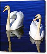 Swans On The Lake Canvas Print