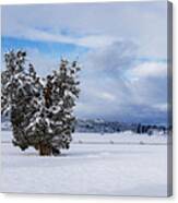 Sweeping In Winter Canvas Print
