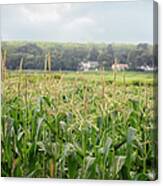 Sweet Corn Grows On A Connecticut Farm Canvas Print