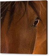 Sweet Horse Face Canvas Print
