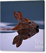 Swimming Fawn Canvas Print