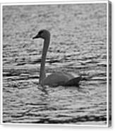 Swimming Swan Bw Canvas Print