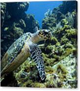 Swimming With A Sea Turtle Canvas Print