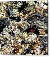 Swirling Sea Urchins Canvas Print