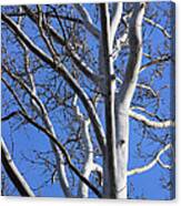 Sycamore Tree With Blue Winter Sky Canvas Print