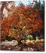 Sycamore Trees Fall Colors Canvas Print
