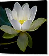 Symbolic White Lotus Canvas Print
