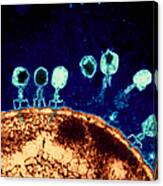 T-bacteriophages And E-coli Canvas Print