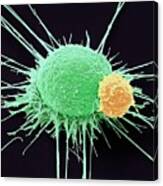 T Lymphocyte And Cancer Cell Canvas Print