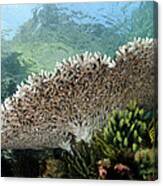 Table Coral In Horseshoe Bay Indonesia Canvas Print