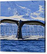 Tails From Antarctica Canvas Print