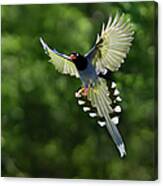 Taiwan Blue Magpie,bird, Family Corvidae Canvas Print