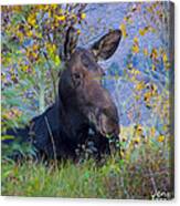 Taking A Break Canvas Print