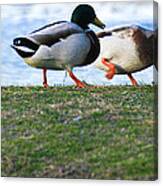 Taking Flight Canvas Print