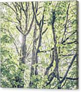 Tall Maples Canvas Print