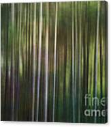 Tall Pines Canvas Print