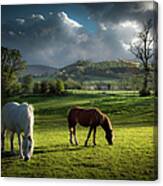 Talybont Ponies Canvas Print