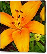 Tangerine Asiatic Lily Canvas Print