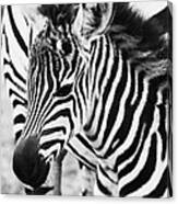 Tanzania Zebra Foal Canvas Print