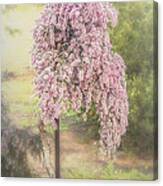 Tea Tree Leptospermum Canvas Print