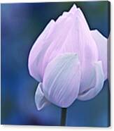 Tender Morning With Lotus Canvas Print