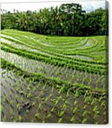 Terraced Rice Paddy Bali Canvas Print