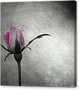 Tess's Rose Canvas Print