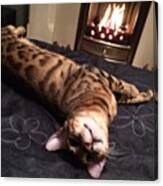 #testing The New #guestbed #bengal Canvas Print