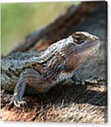 Texas Lizard Canvas Print