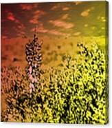 Texas Yucca Flower Canvas Print