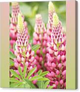 Thank You Lupine Pastels Canvas Print