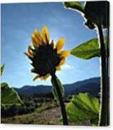 That Sunflower Tho #flowerpictures Canvas Print