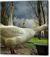 The 3 Geese Canvas Print