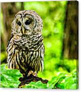 The Barred Owl Canvas Print