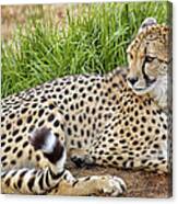 The Beautiful Cheetah Canvas Print