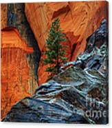 The Beauty Of Sandstone Zion Canvas Print