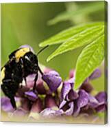 The Bee's Knees Canvas Print