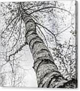 The Birch Tree Canvas Print