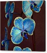 The Blue Orchid Canvas Print
